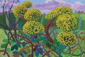 Gorse bushes, Black Dub Farm, Cumrew 2020